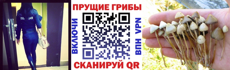 Галлюциногенные грибы Psilocybine cubensis  Красноярск 